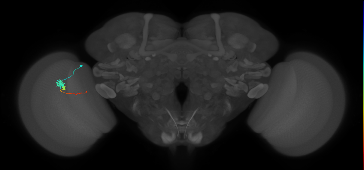 Tm4_L (MaleCNS:532695)