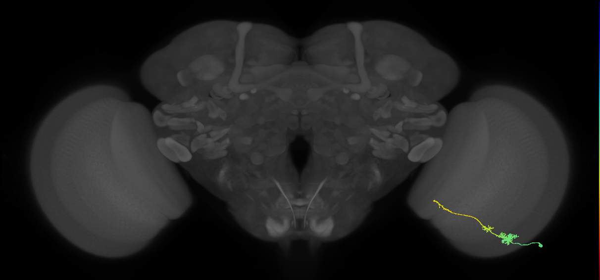 Tm4_R (MaleCNS:67913)