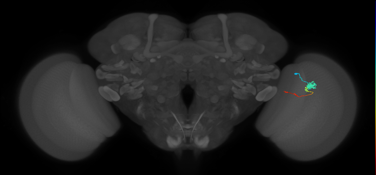 Tm4_R (MaleCNS:93758)