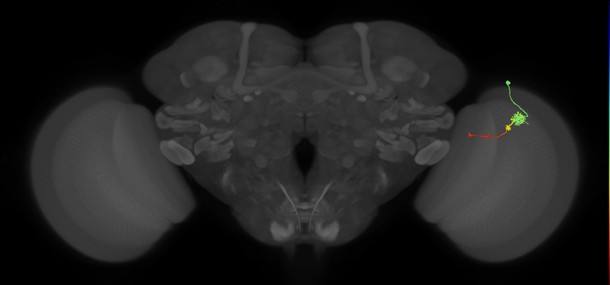 Tm4_R (MaleCNS:78291)