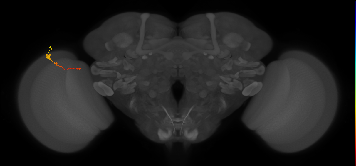 Tm4_L (MaleCNS:513183)