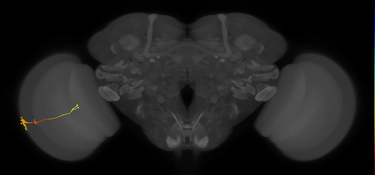 Tm4_L (MaleCNS:531323)
