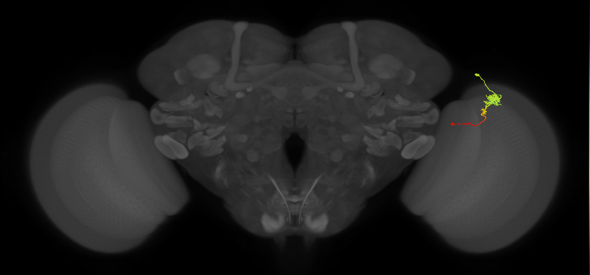 Tm4_R (MaleCNS:77368)