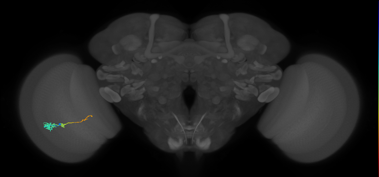 Tm4_L (MaleCNS:73266)