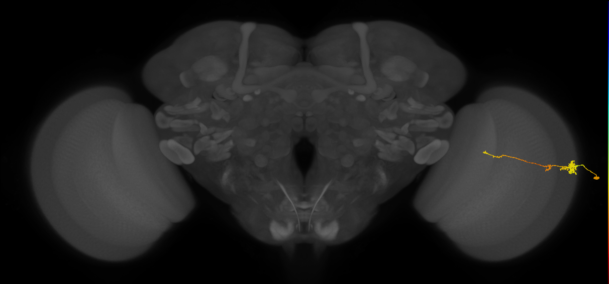 Tm4_R (MaleCNS:101749)