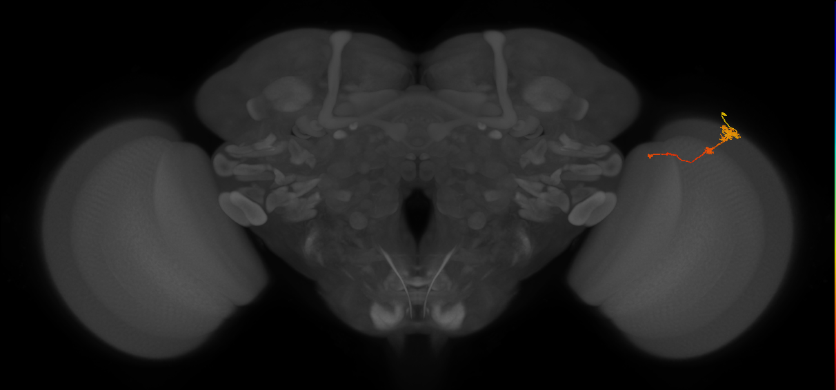 Tm4_R (MaleCNS:79694)