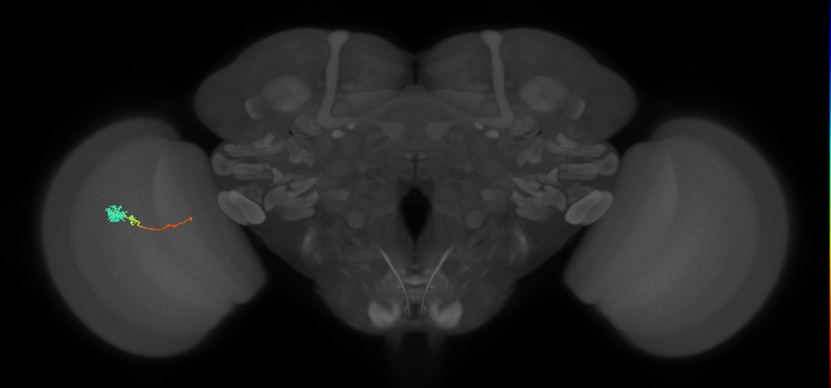 Tm4_L (MaleCNS:531373)