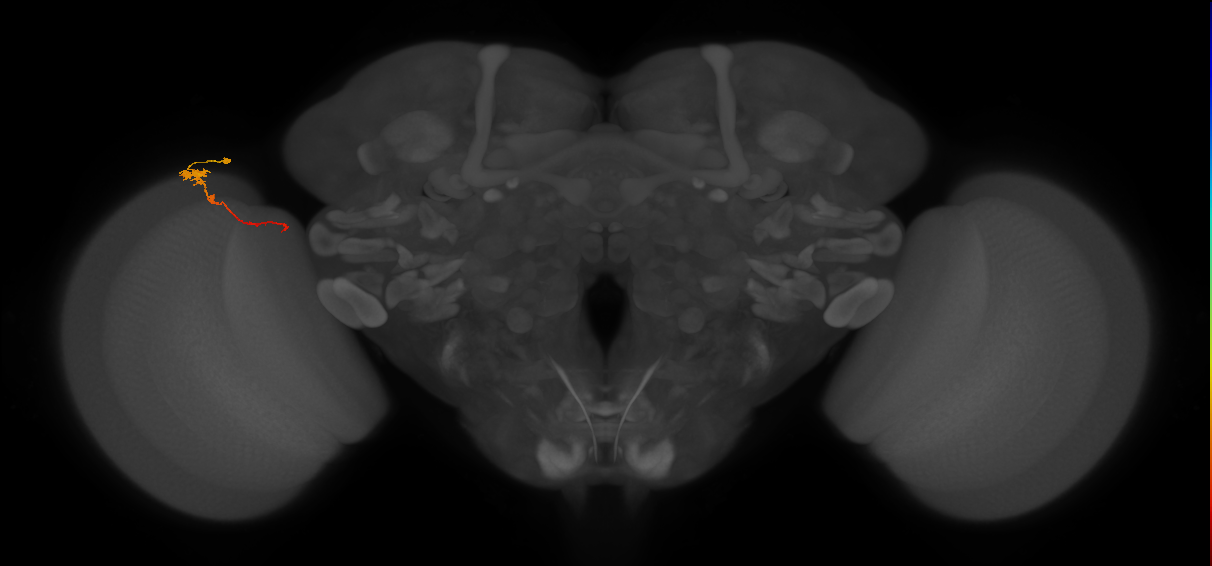 Tm4_L (MaleCNS:99810)