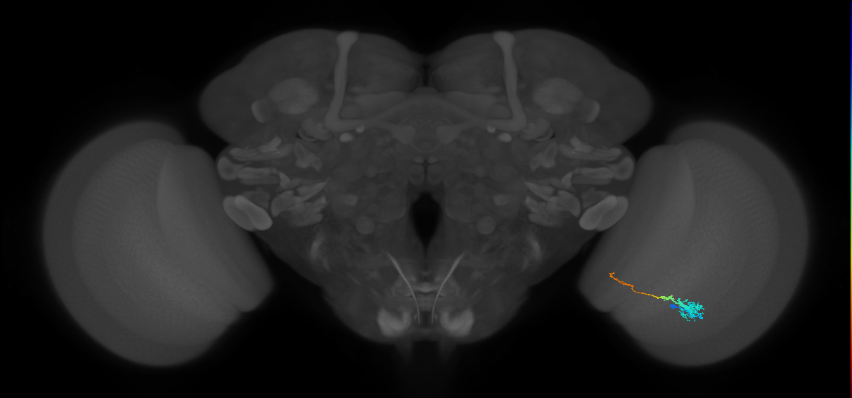 Tm4_R (MaleCNS:109072)