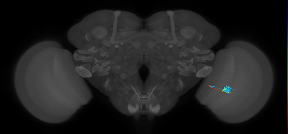 Tm4_R (MaleCNS:78937)