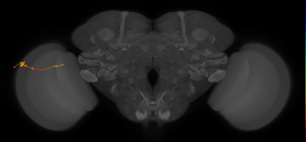 Tm4_L (MaleCNS:543265)