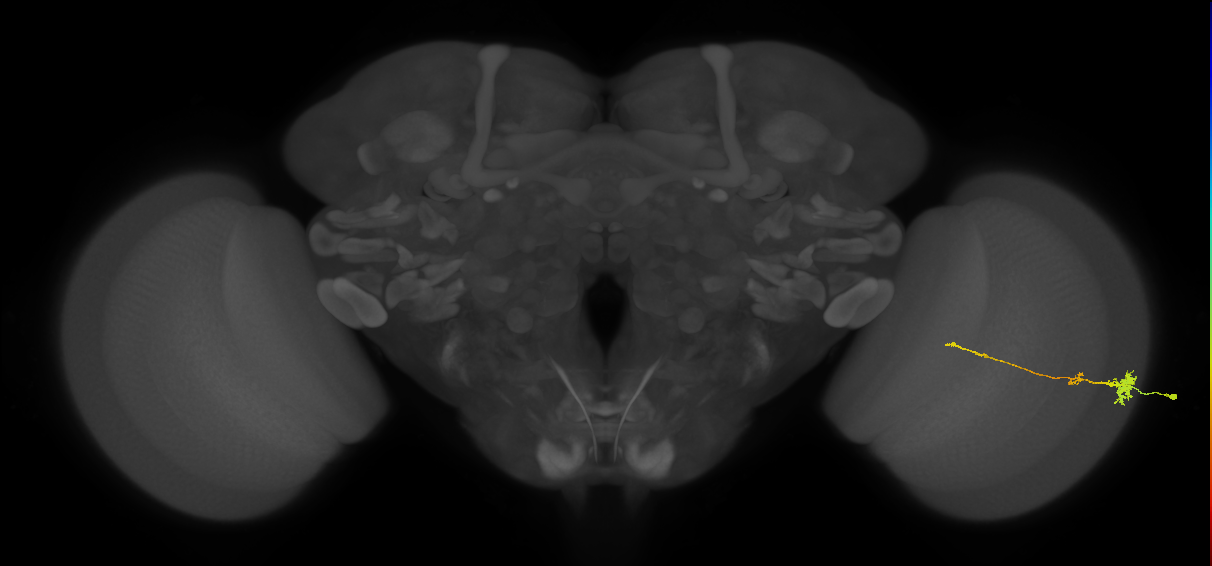Tm4_R (MaleCNS:70269)