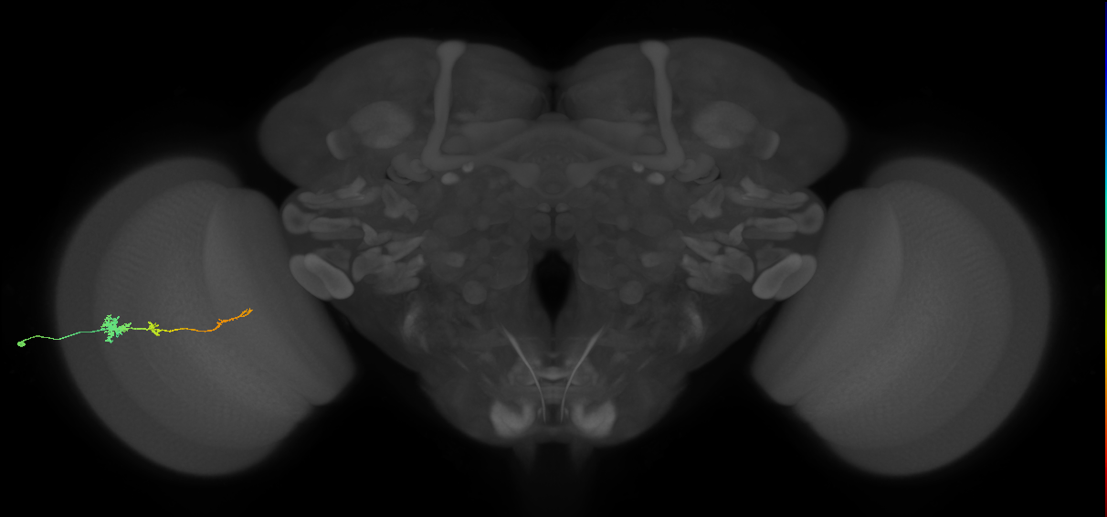 Tm4_L (MaleCNS:103441)