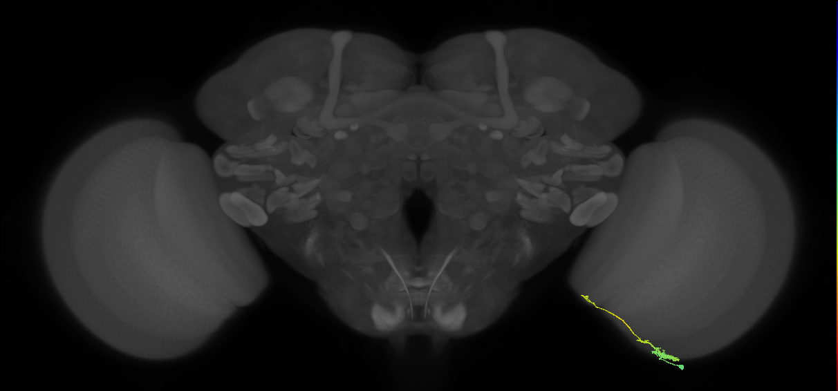 Tm4_R (MaleCNS:156261)