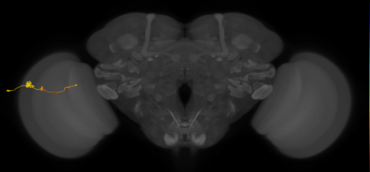 Tm4_L (MaleCNS:76555)