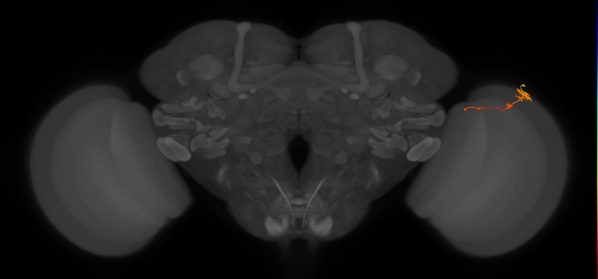 Tm4_R (MaleCNS:83776)