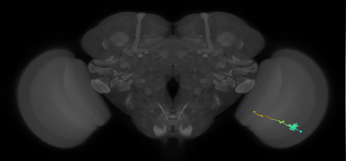 Tm4_R (MaleCNS:71606)