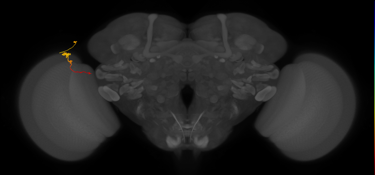 Tm4_L (MaleCNS:101726)