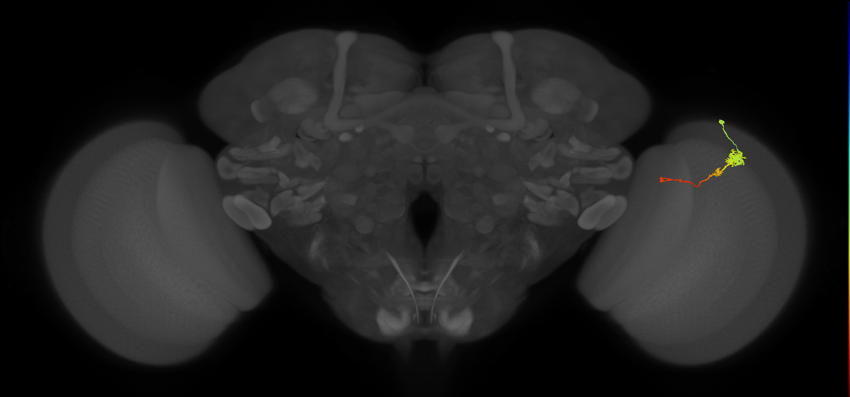 Tm4_R (MaleCNS:77489)