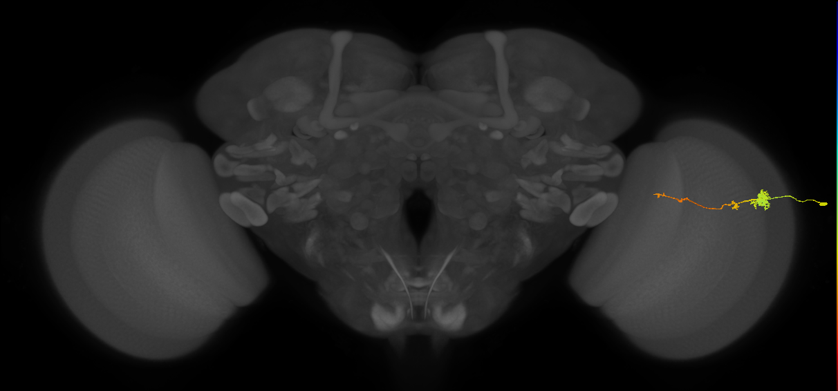 Tm4_R (MaleCNS:122500)