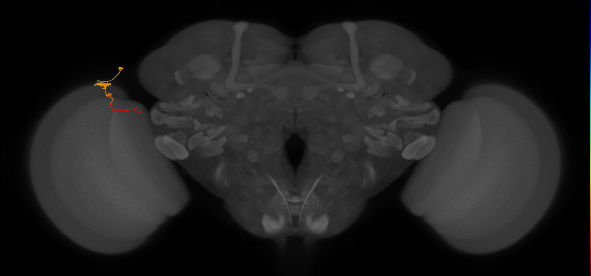 Tm4_L (MaleCNS:167010)
