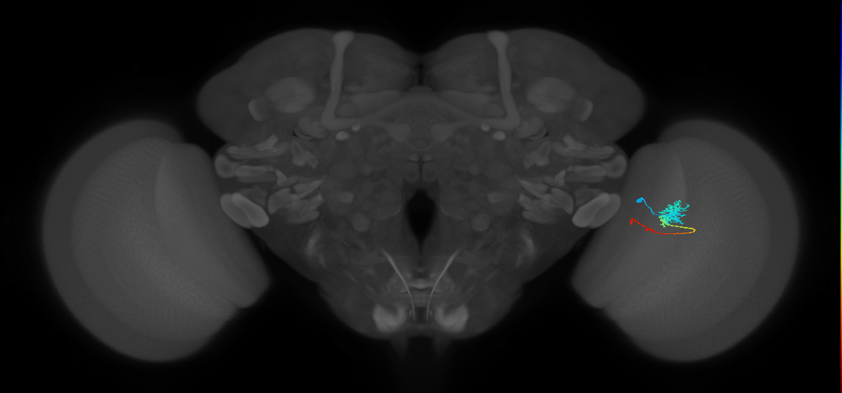 Tm4_R (MaleCNS:73001)