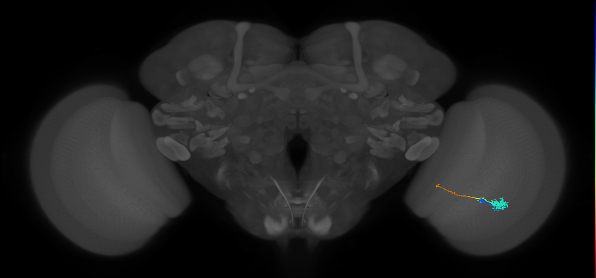 Tm4_R (MaleCNS:55813)