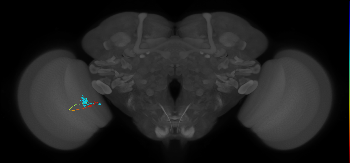 Tm4_L (MaleCNS:566941)