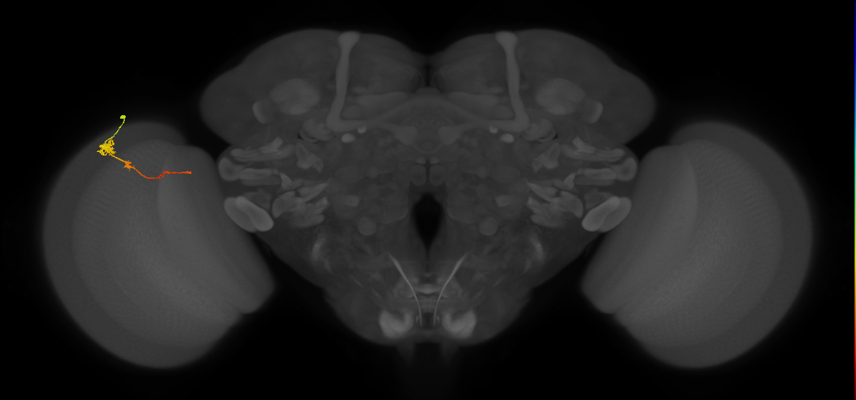 Tm4_L (MaleCNS:136199)