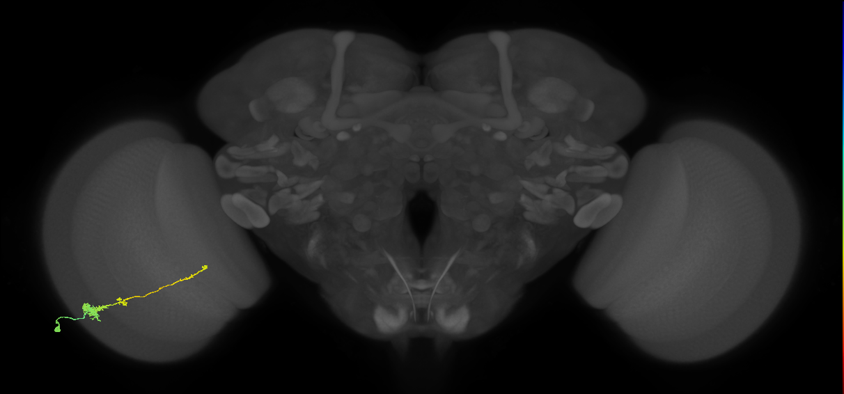 Tm4_L (MaleCNS:512384)