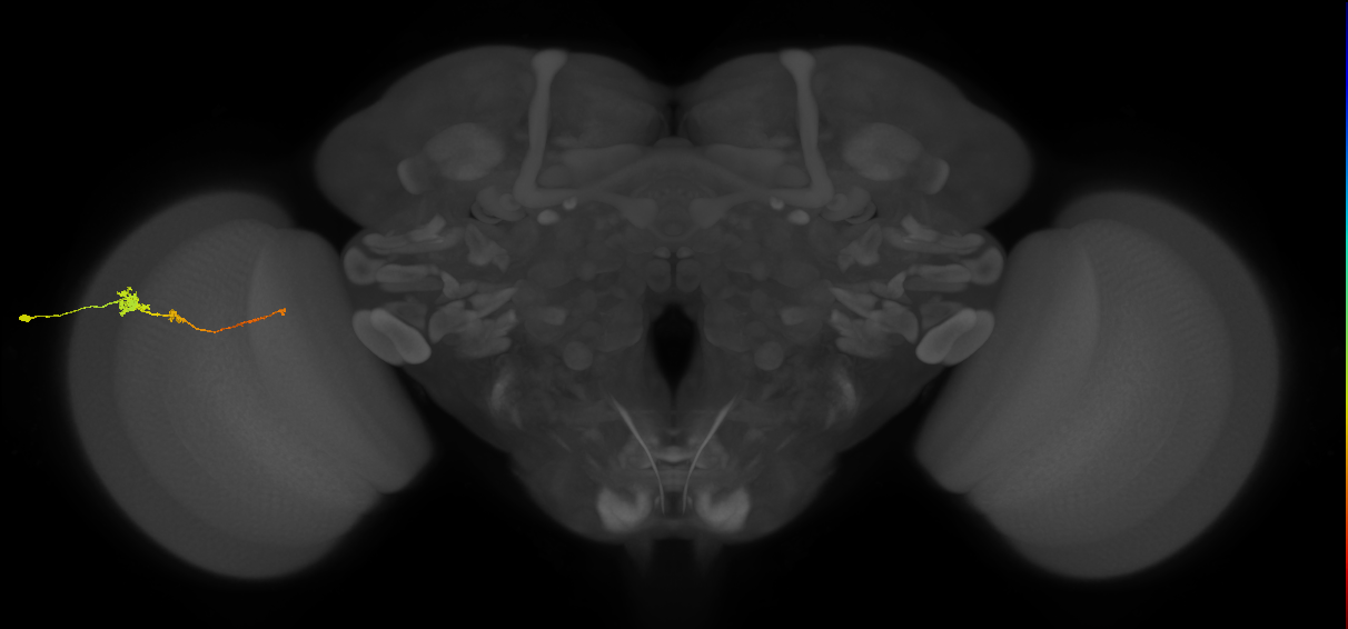 Tm4_L (MaleCNS:534263)