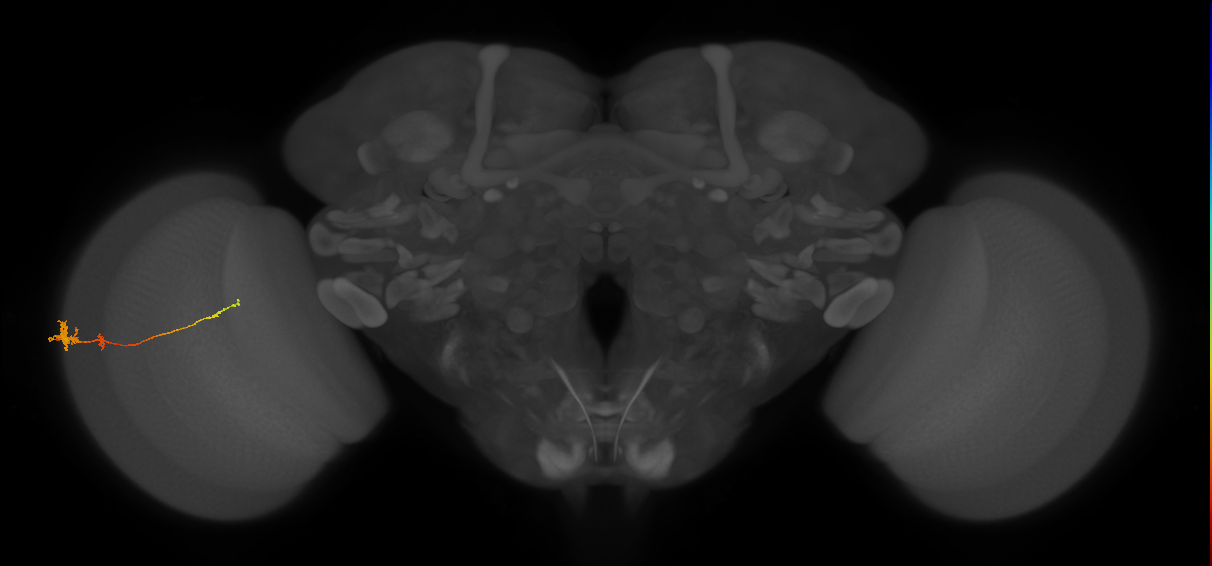 Tm4_L (MaleCNS:78357)