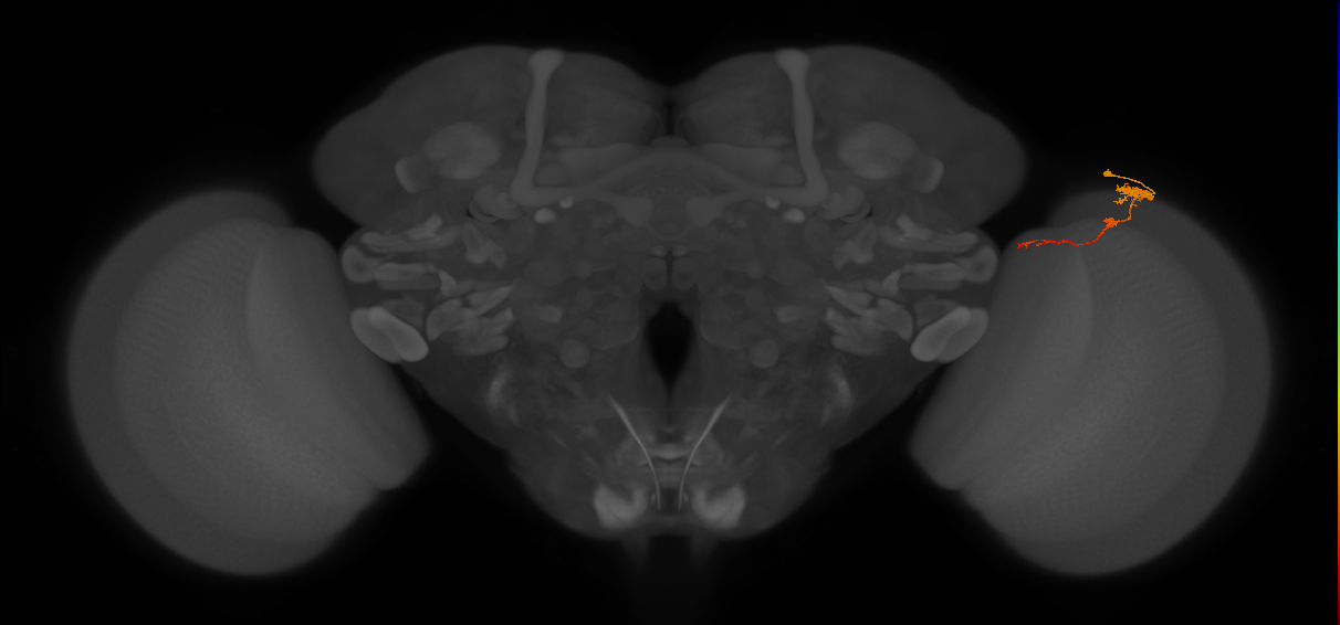 Tm4_R (MaleCNS:94107)