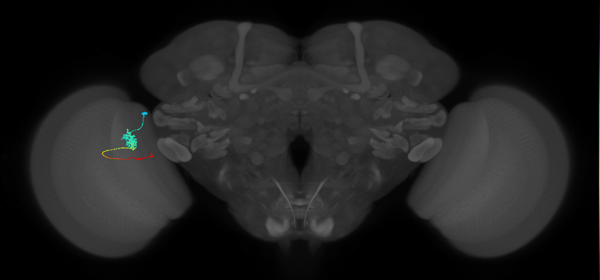 Tm4_L (MaleCNS:113859)