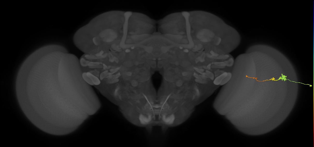 Tm4_R (MaleCNS:121791)