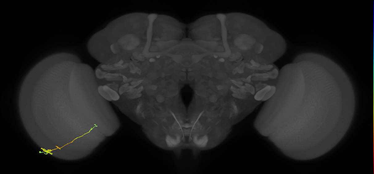 Tm4_L (MaleCNS:27555)
