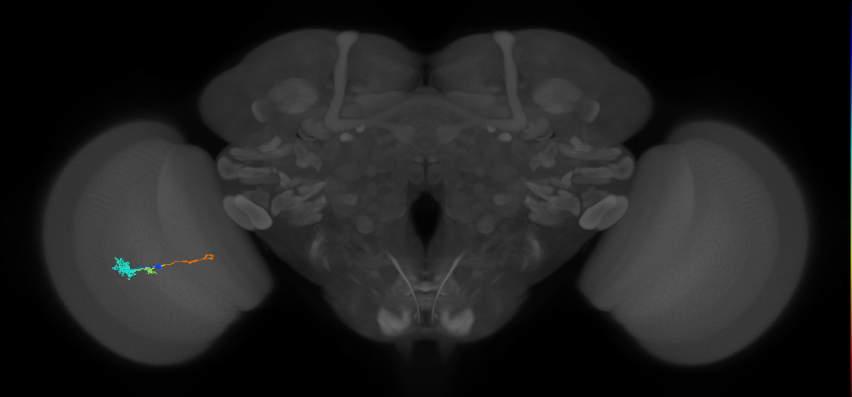 Tm4_L (MaleCNS:549466)