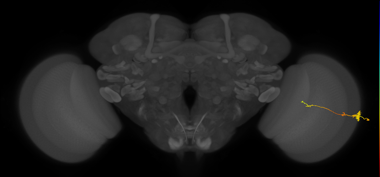 Tm4_R (MaleCNS:107578)