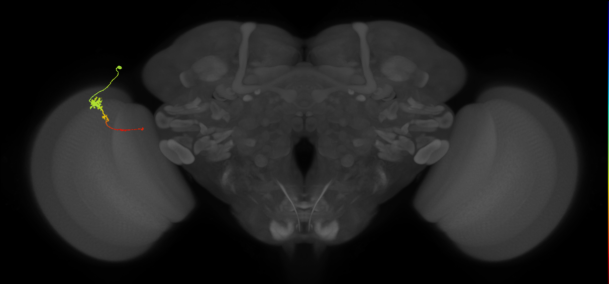 Tm4_L (MaleCNS:91855)