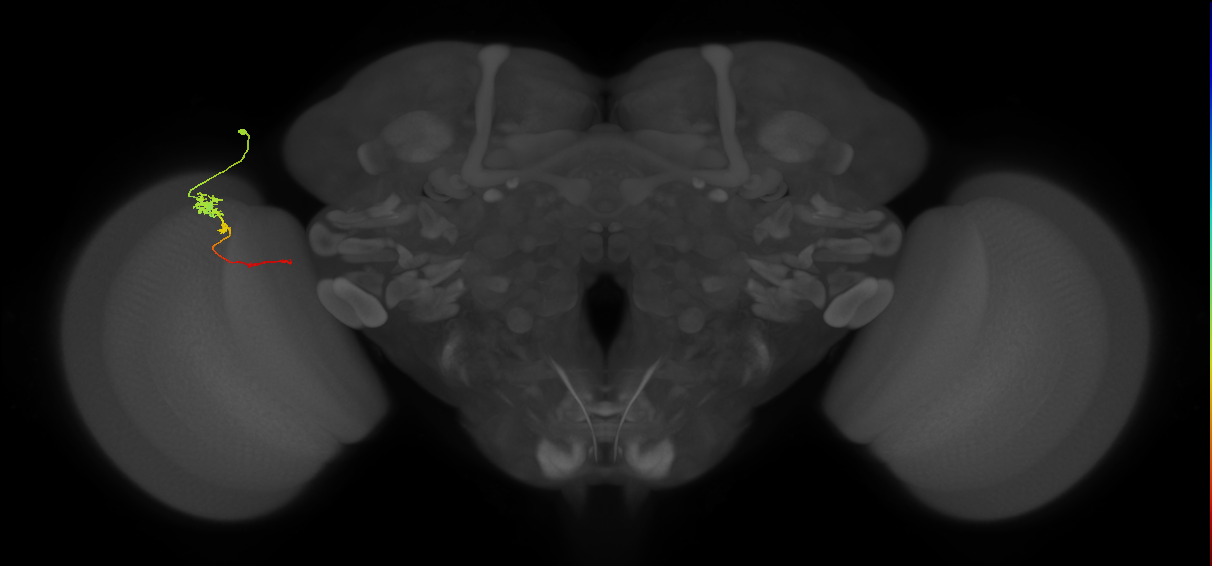 Tm4_L (MaleCNS:580200)
