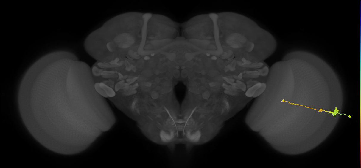 Tm4_R (MaleCNS:65352)