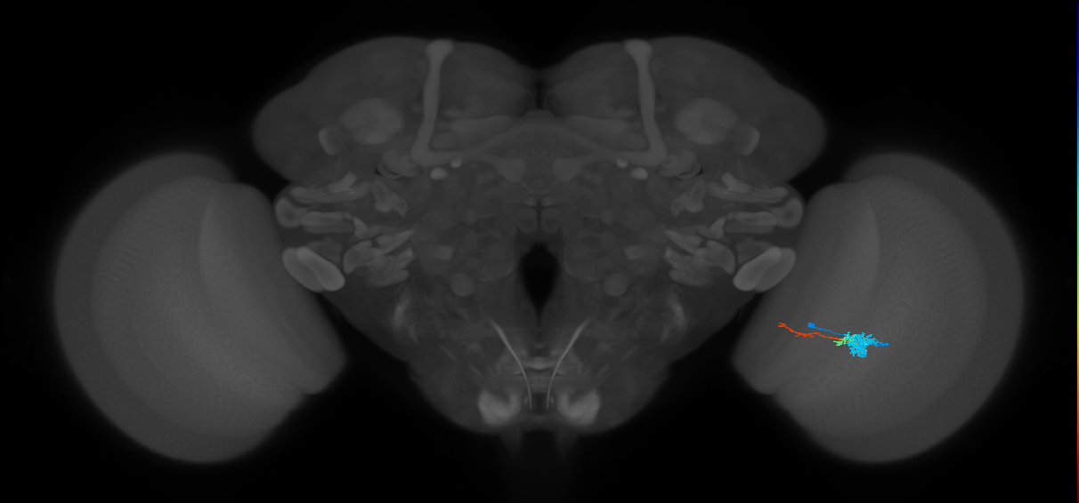 Tm4_R (MaleCNS:75608)