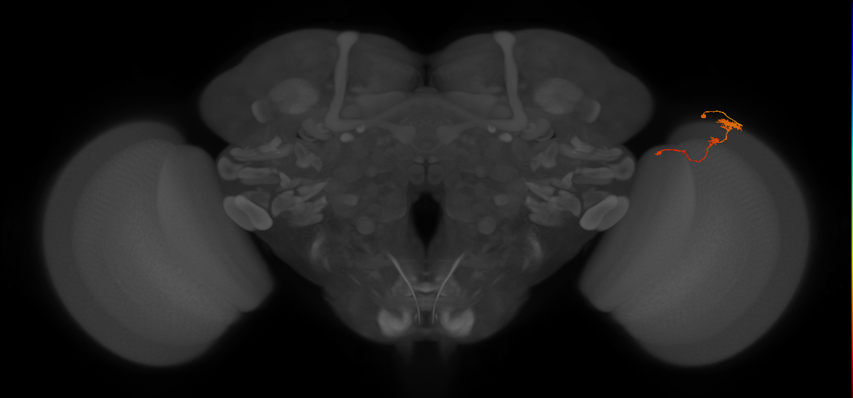 Tm4_R (MaleCNS:97779)