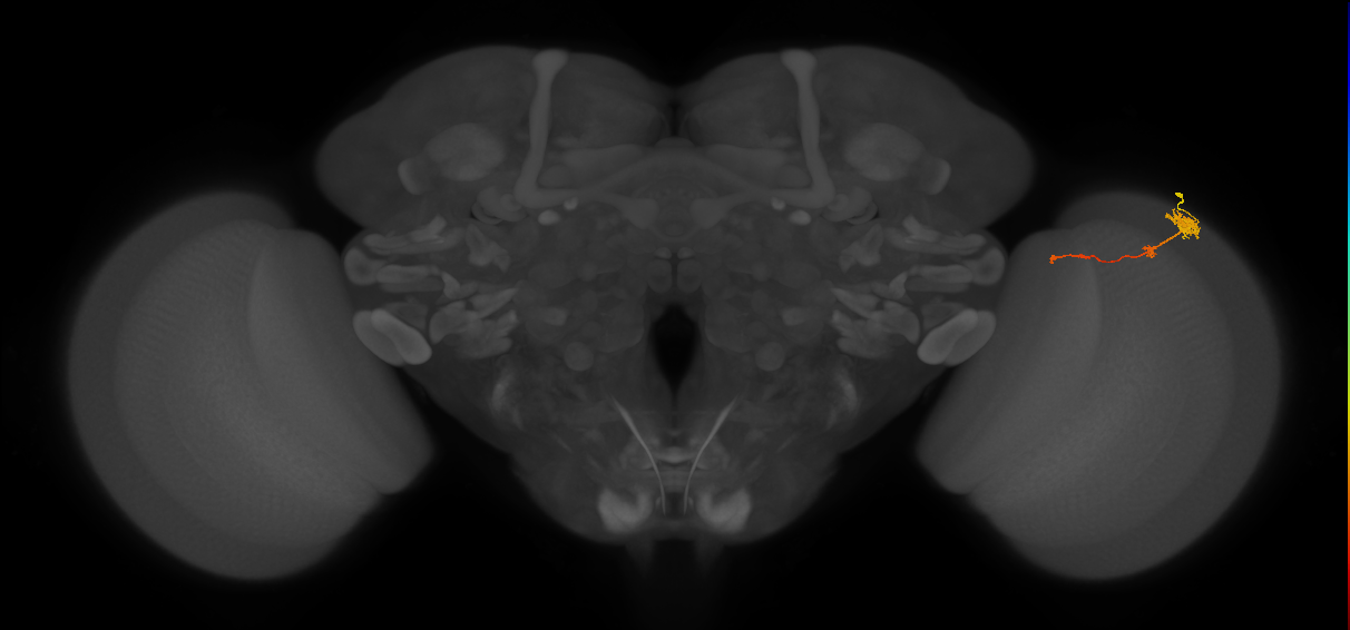 Tm4_R (MaleCNS:77853)