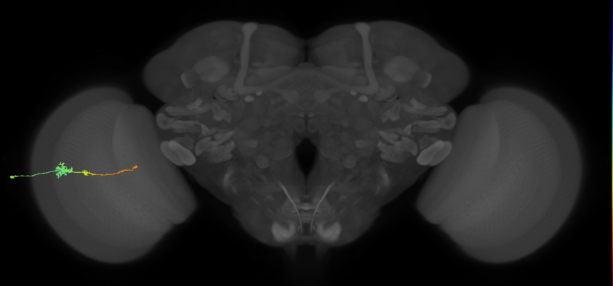 Tm4_L (MaleCNS:79616)