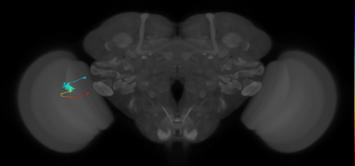 Tm4_L (MaleCNS:524103)