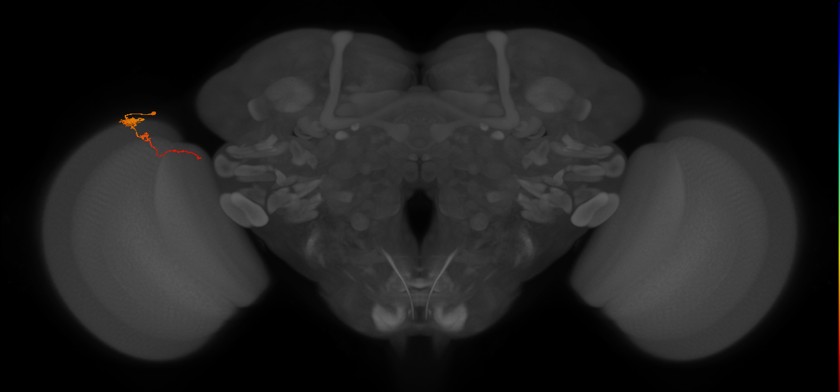 Tm4_L (MaleCNS:521167)