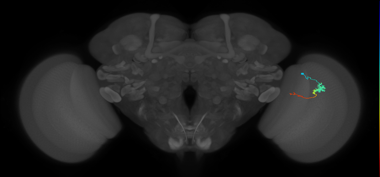 Tm4_R (MaleCNS:84169)