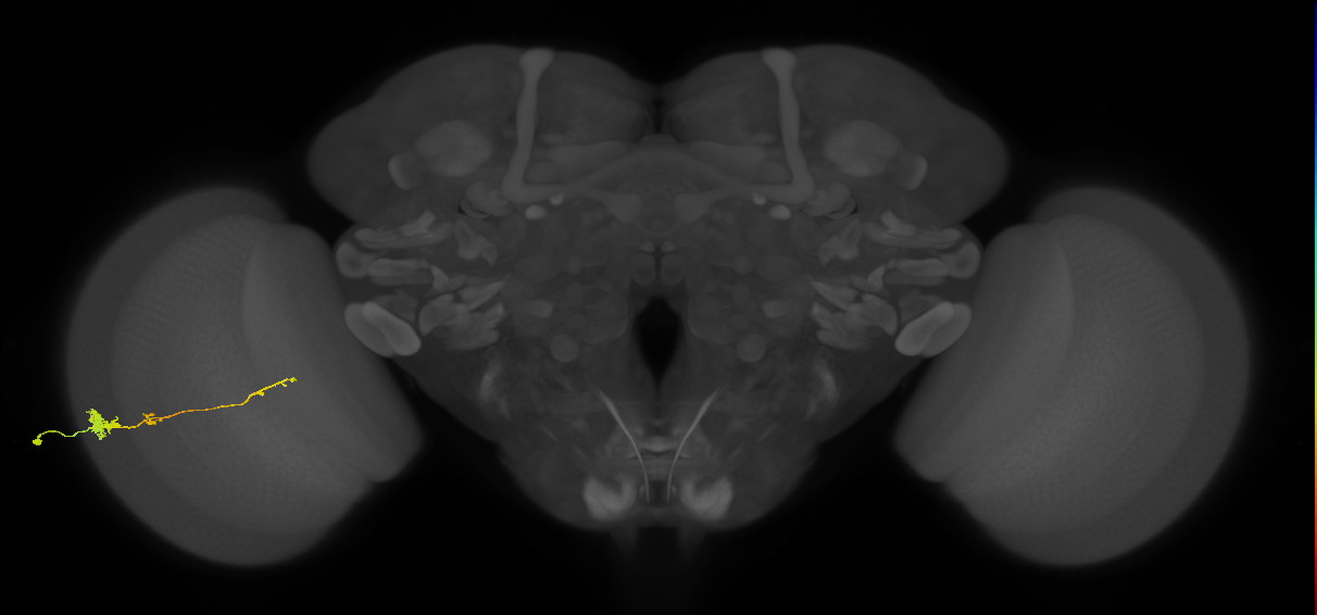 Tm4_L (MaleCNS:65429)