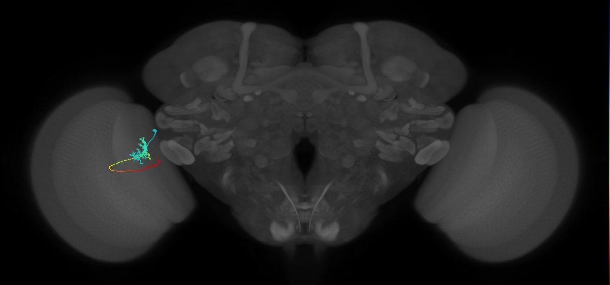 Tm4_L (MaleCNS:195329)